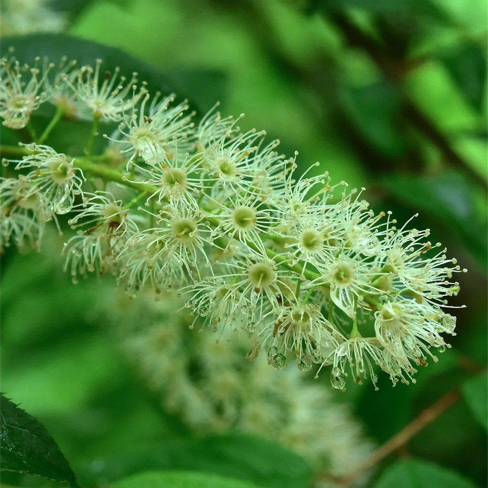 ウワミズザクラ