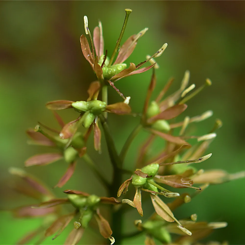 ショウジョウバカマの終わり