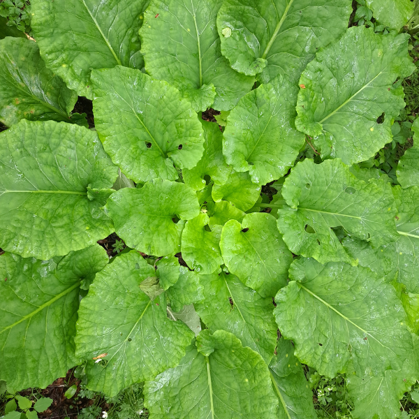 ウバユリの葉
