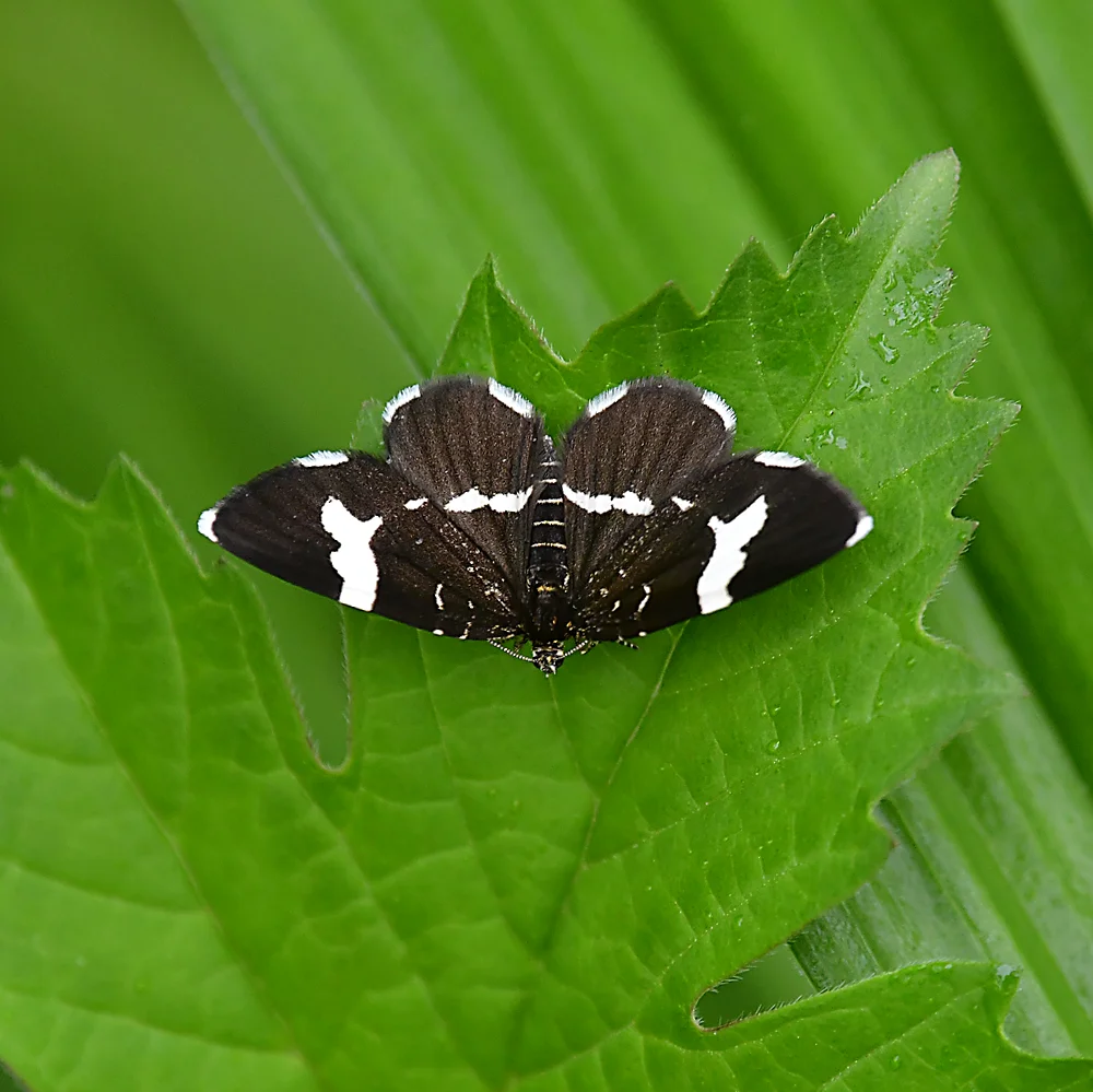 シロオビクロナミシャク