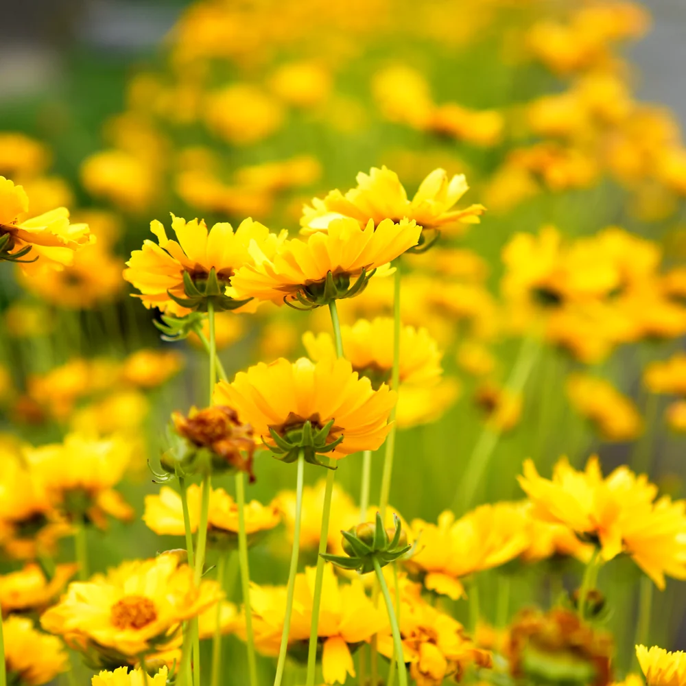 オオキンケイギク