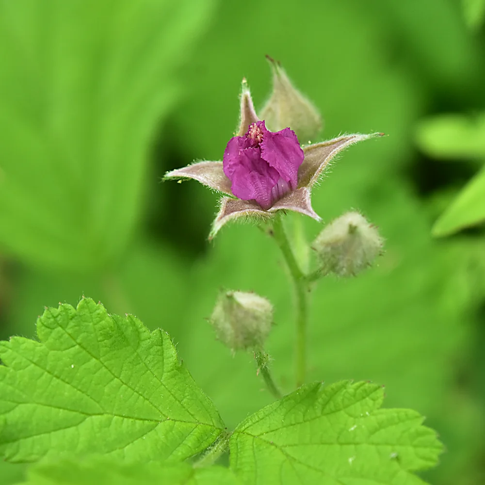 ナワシロイチゴ