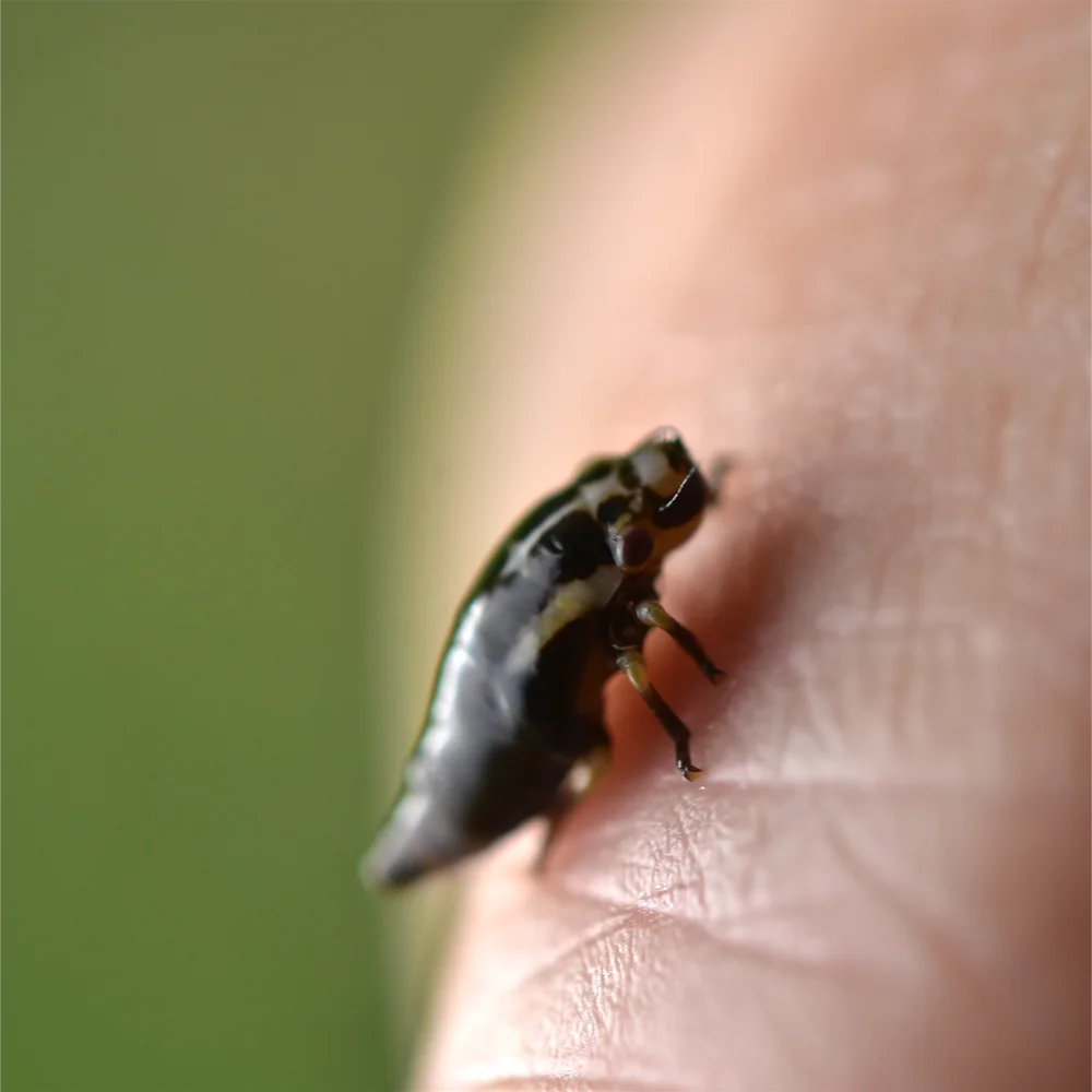 アワフキムシ幼虫