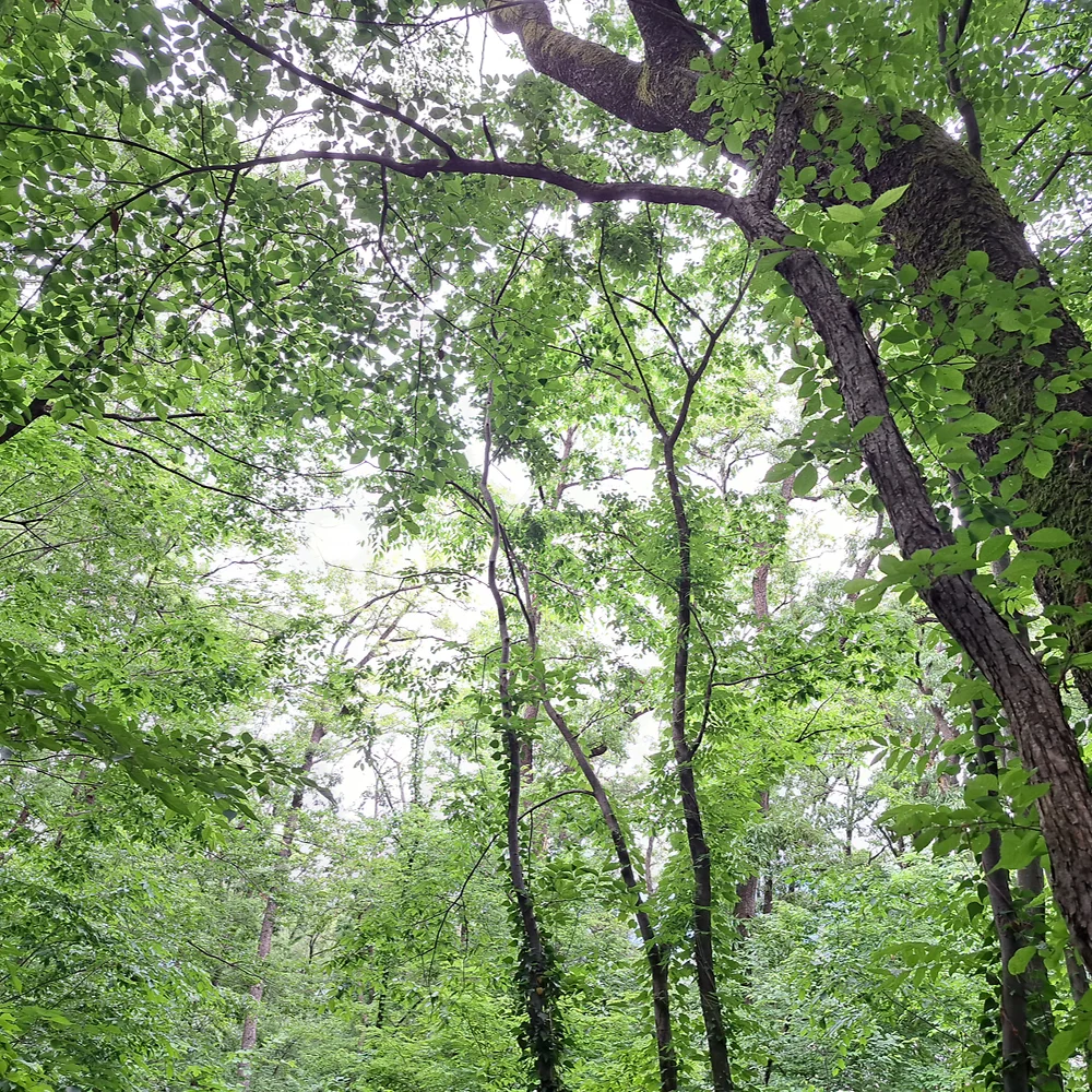 いつもの近所の森