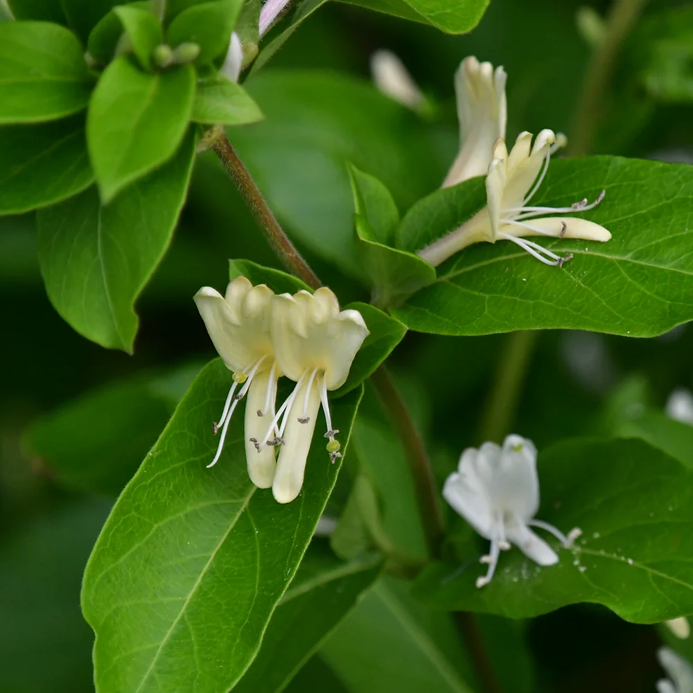 ヒョウタンボク