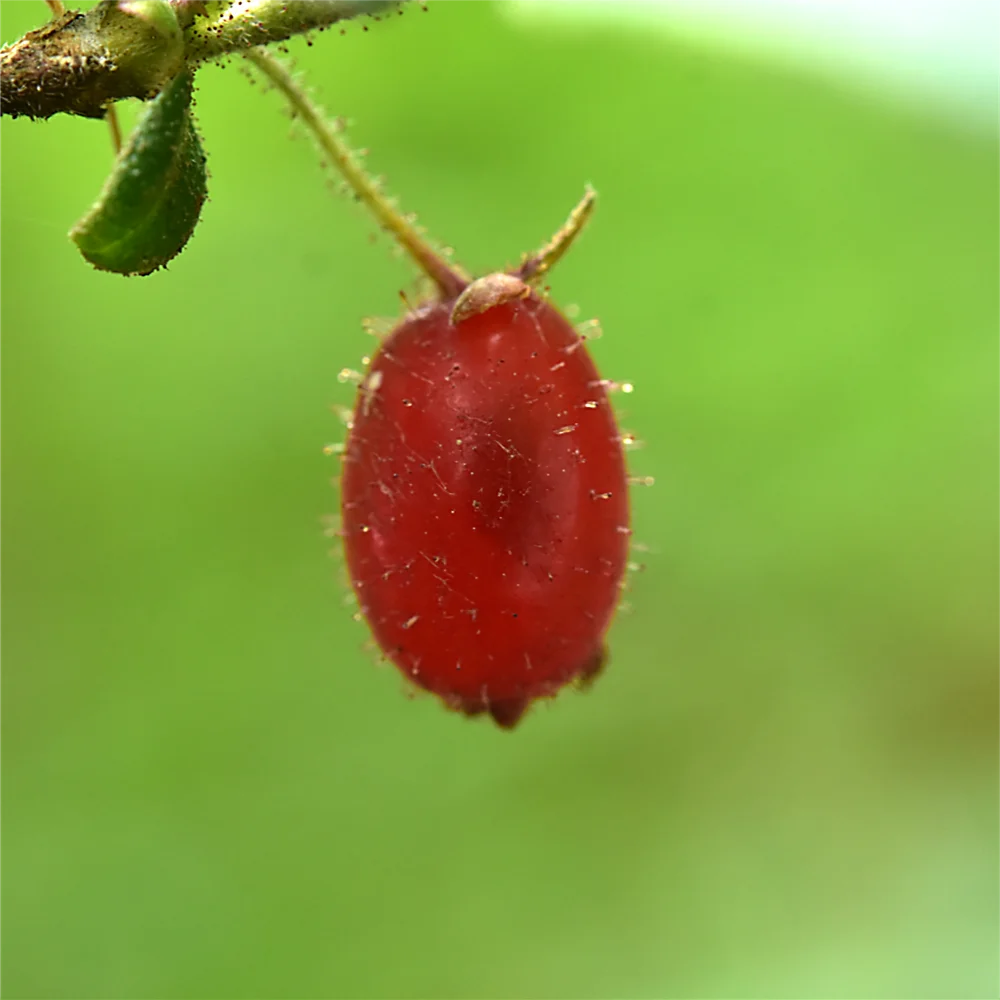 ウグイスカグラ