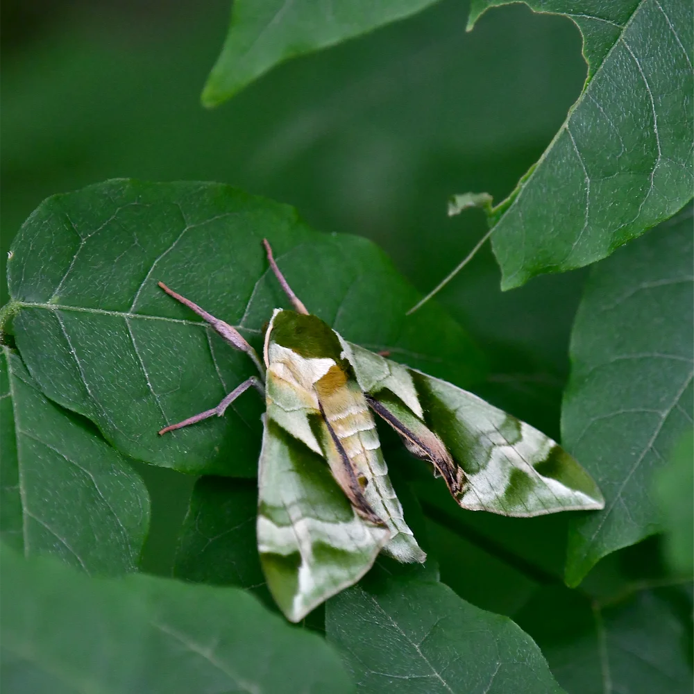 ウンモンスズメ