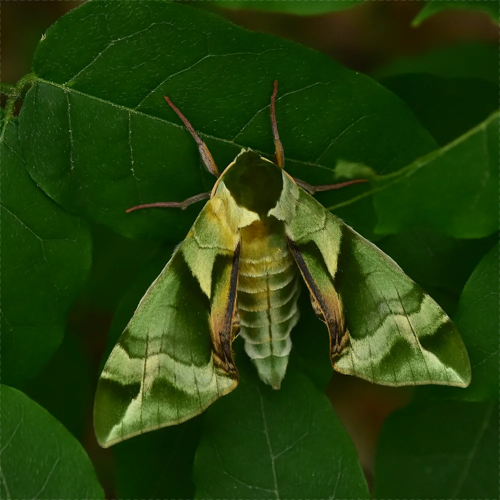 ウンモンスズメ