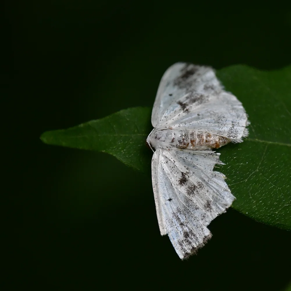 バラシロエダシャク