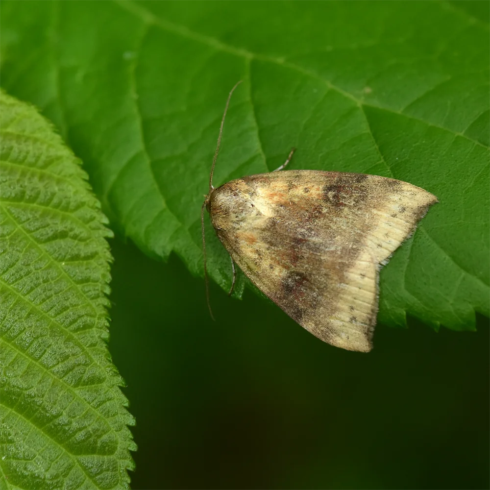 クロオビリンガ