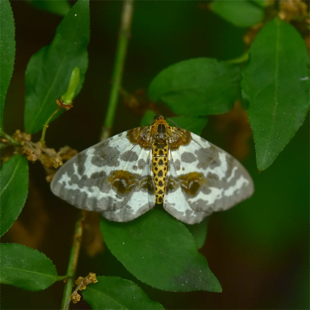ユウマダラエダシャク