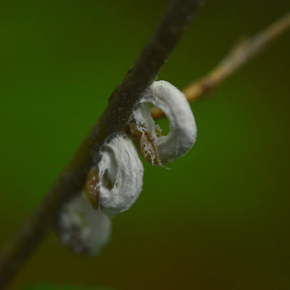 ヒモワタカイガラムシ