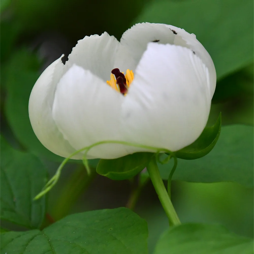 ヤマシャクヤク