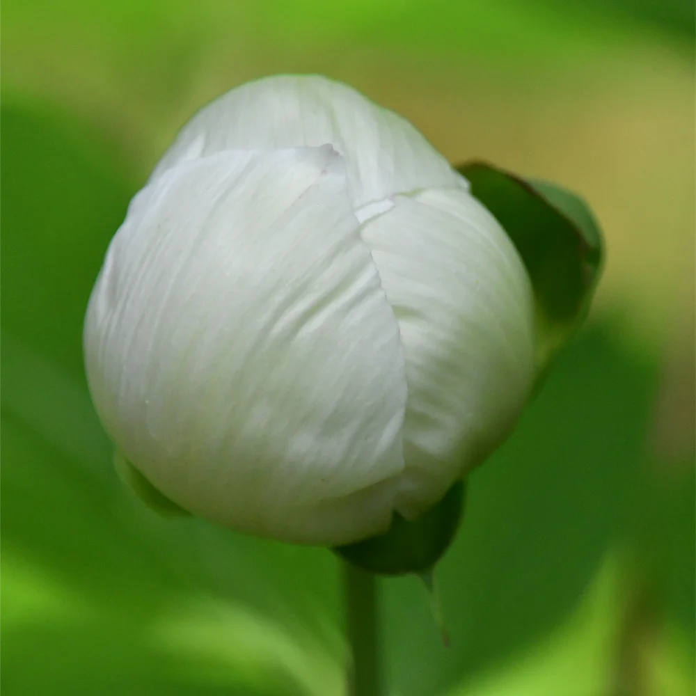 ヤマシャクヤク