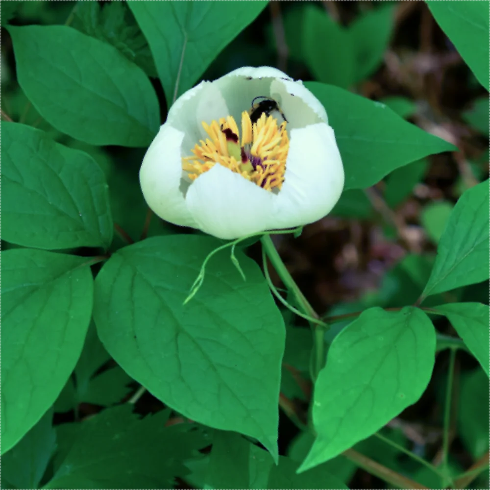 ヤマシャクヤク