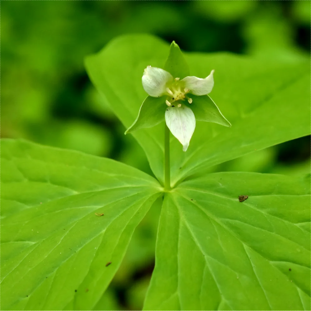 ミヤマエンレイソウ