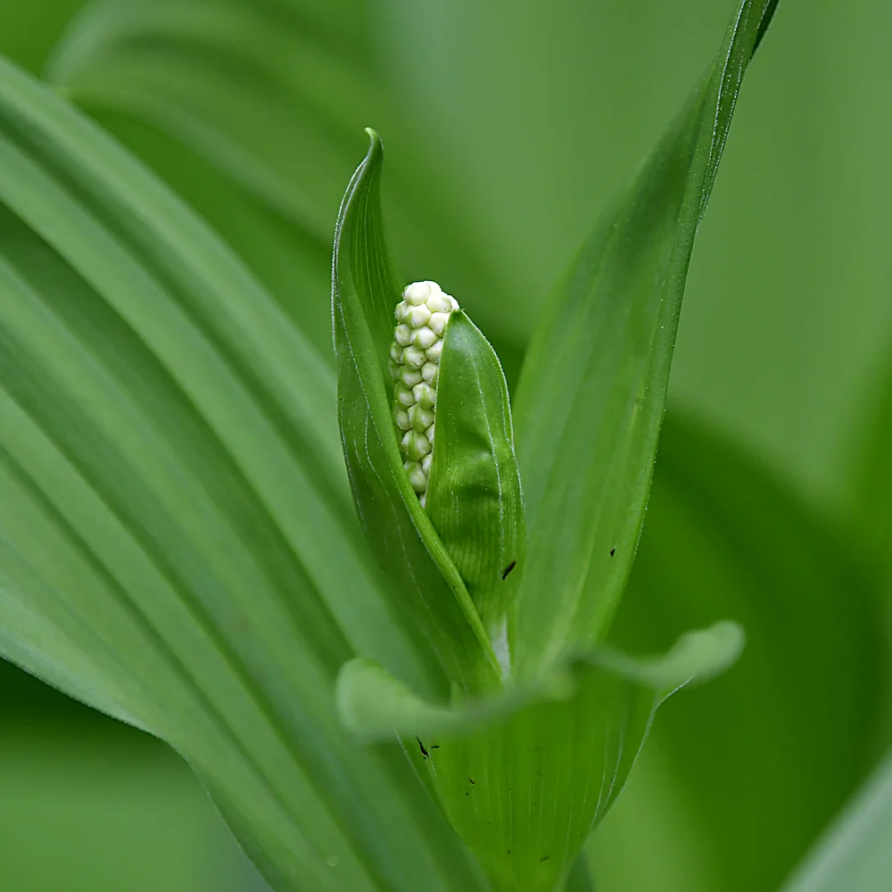 コバイケイソウ