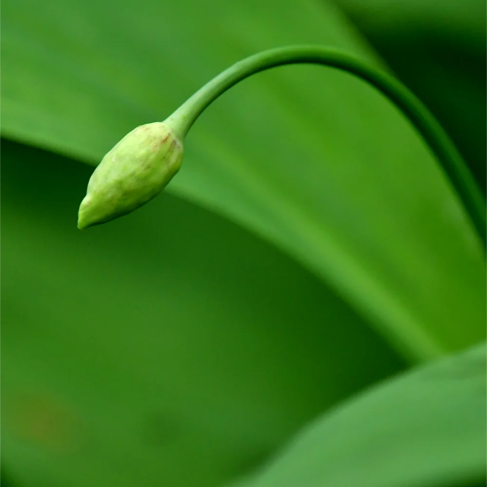 ギョウジャニンニク