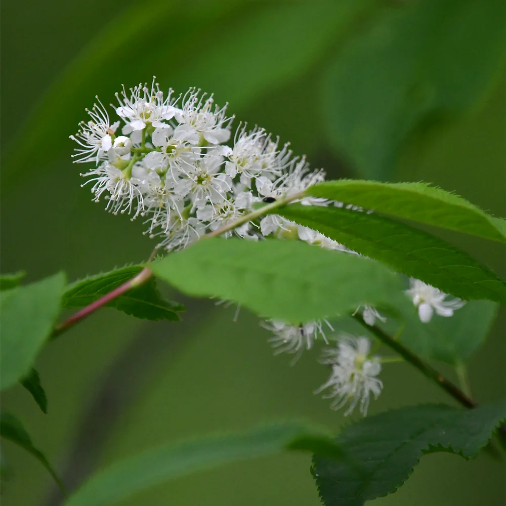 ウワミズザクラ