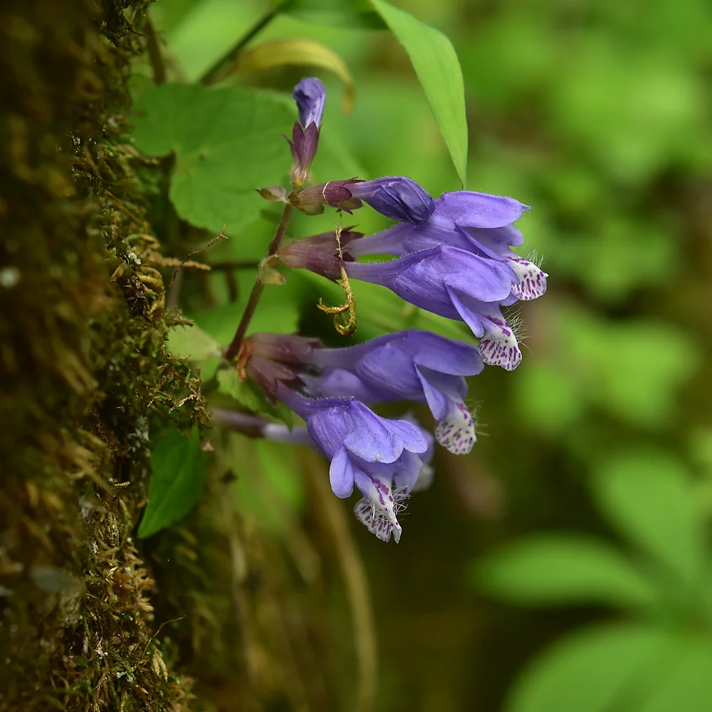 ラショウモンカズラ