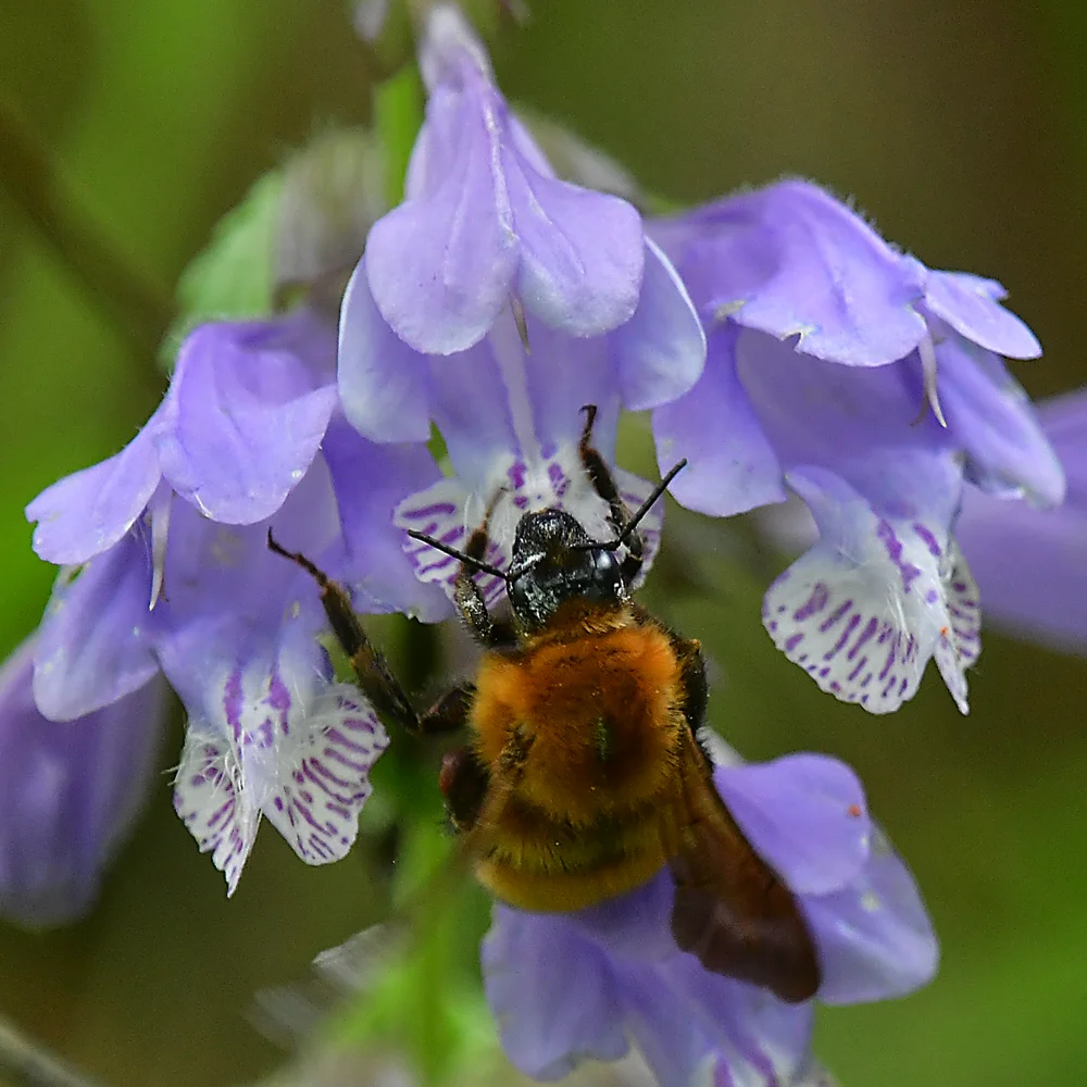 トラマルハナバチ