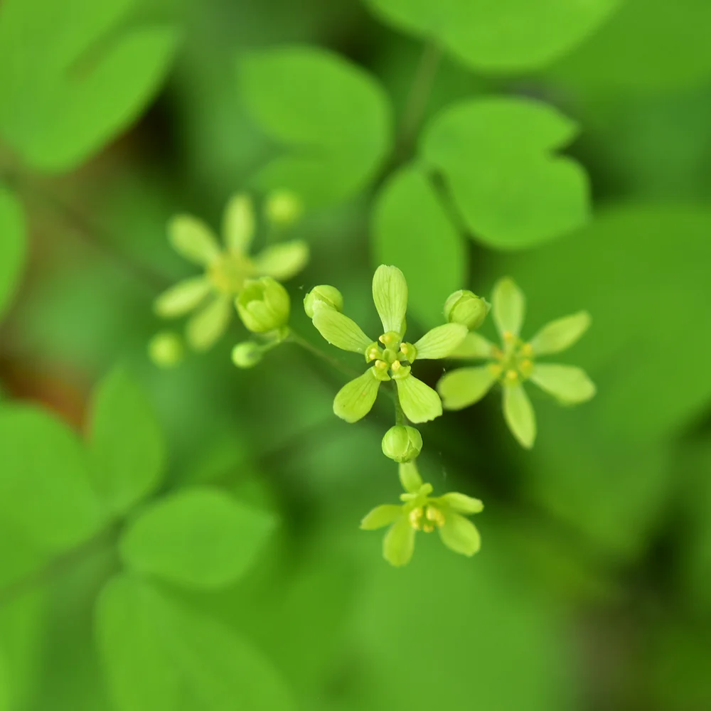 ルイヨウボタン