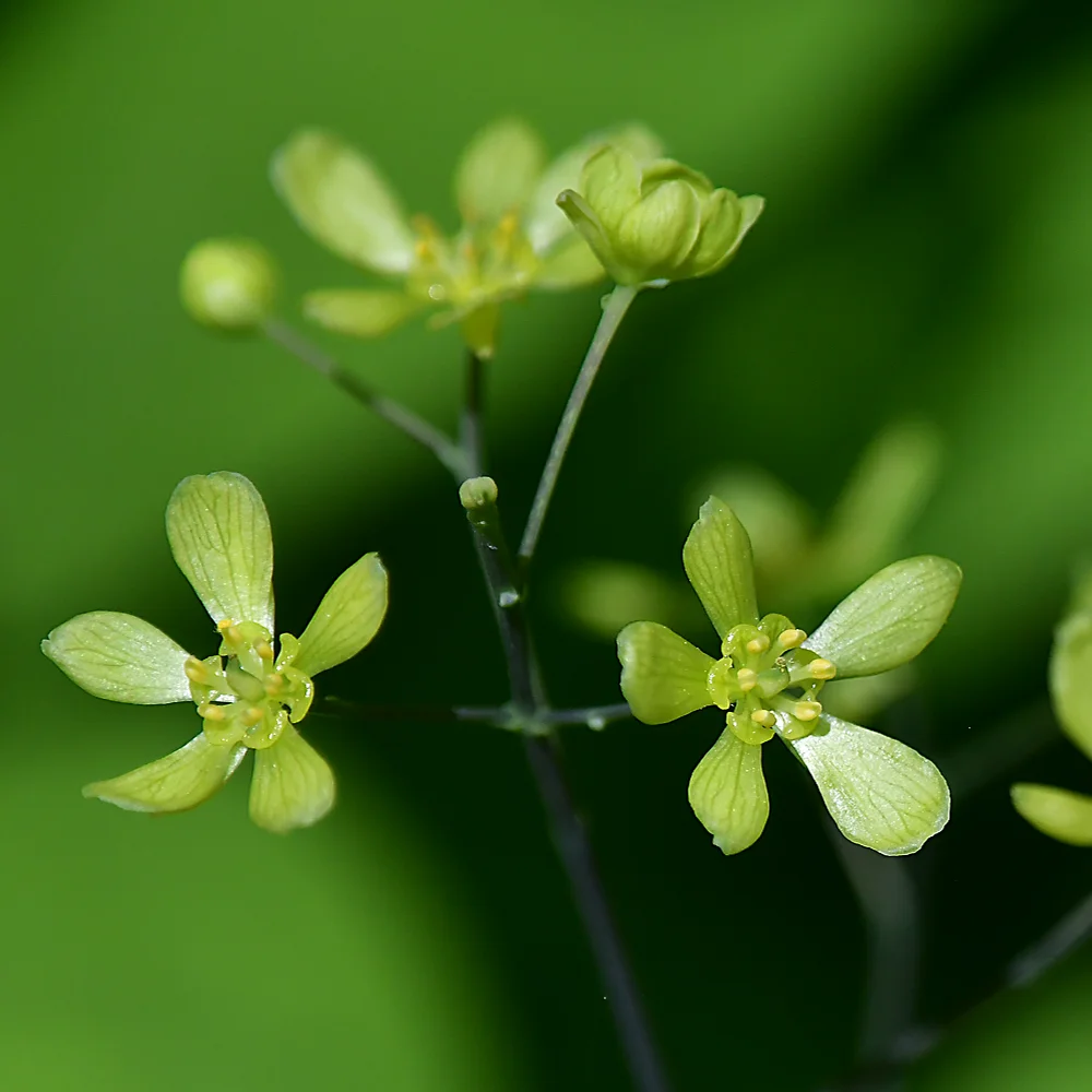 ルイヨウボタン