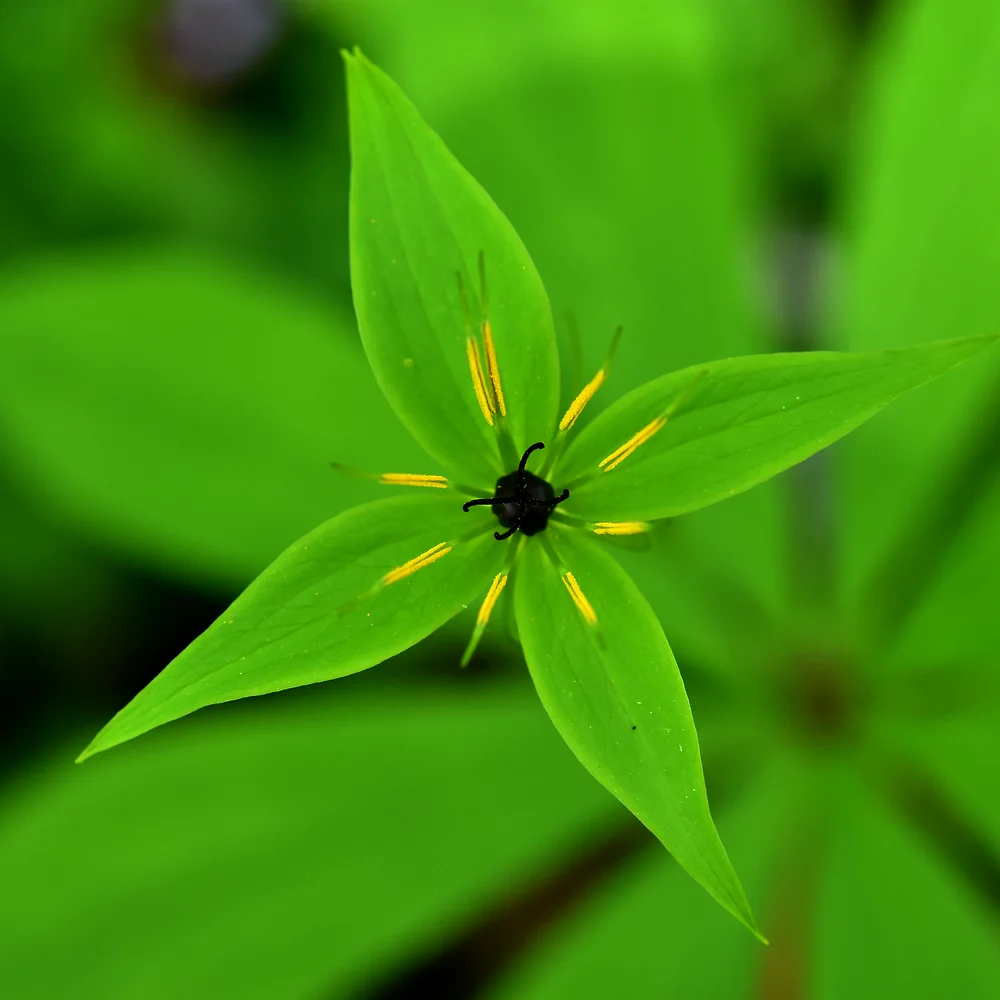 クルマバツクバネソウ