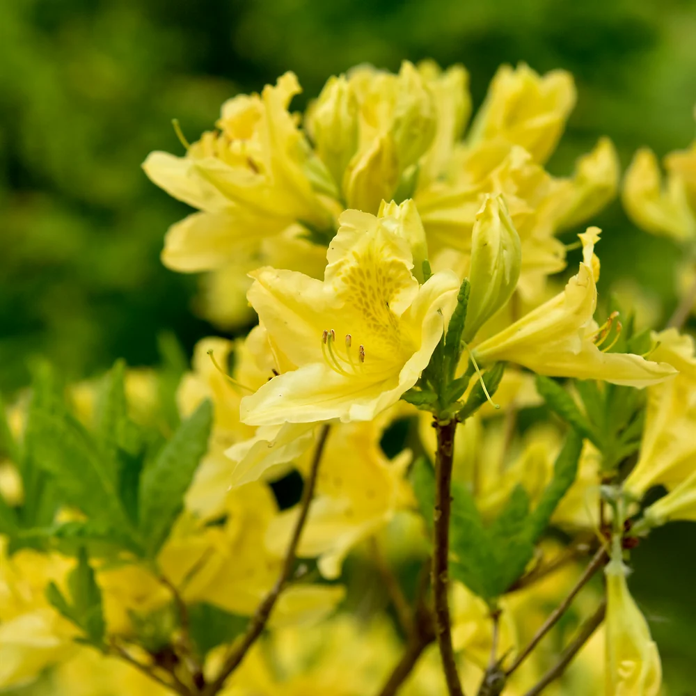 キレンゲツツジ