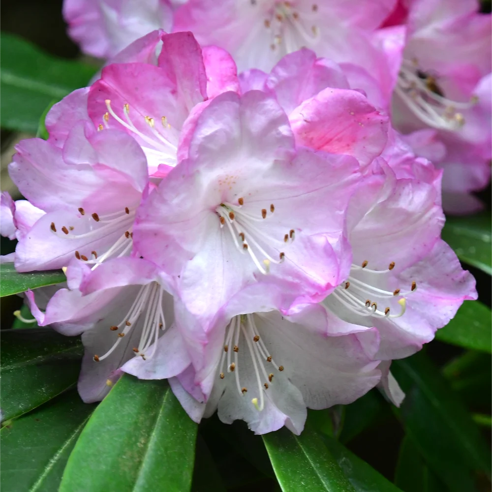 アズマシャクナゲ