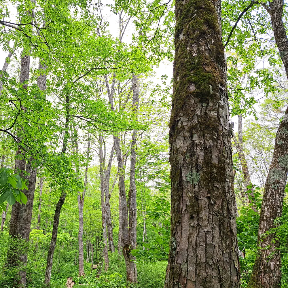 戸隠森林植物園