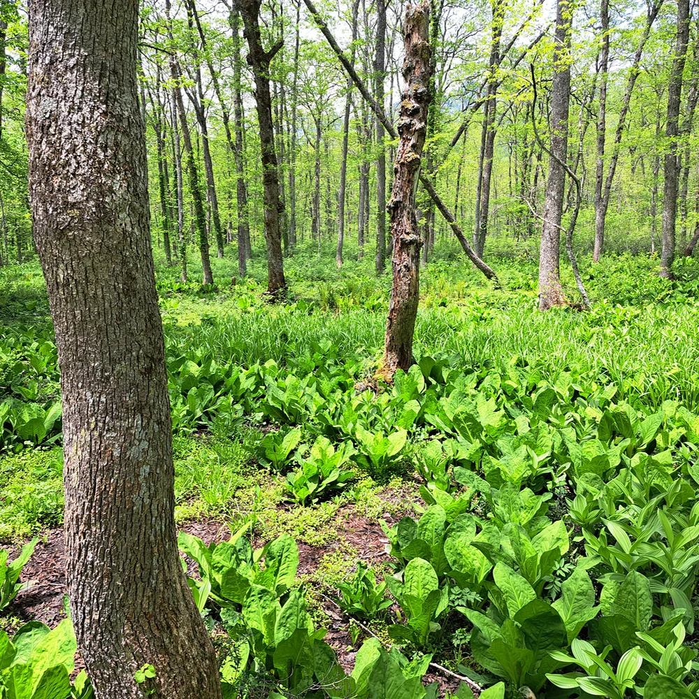 戸隠森林植物園