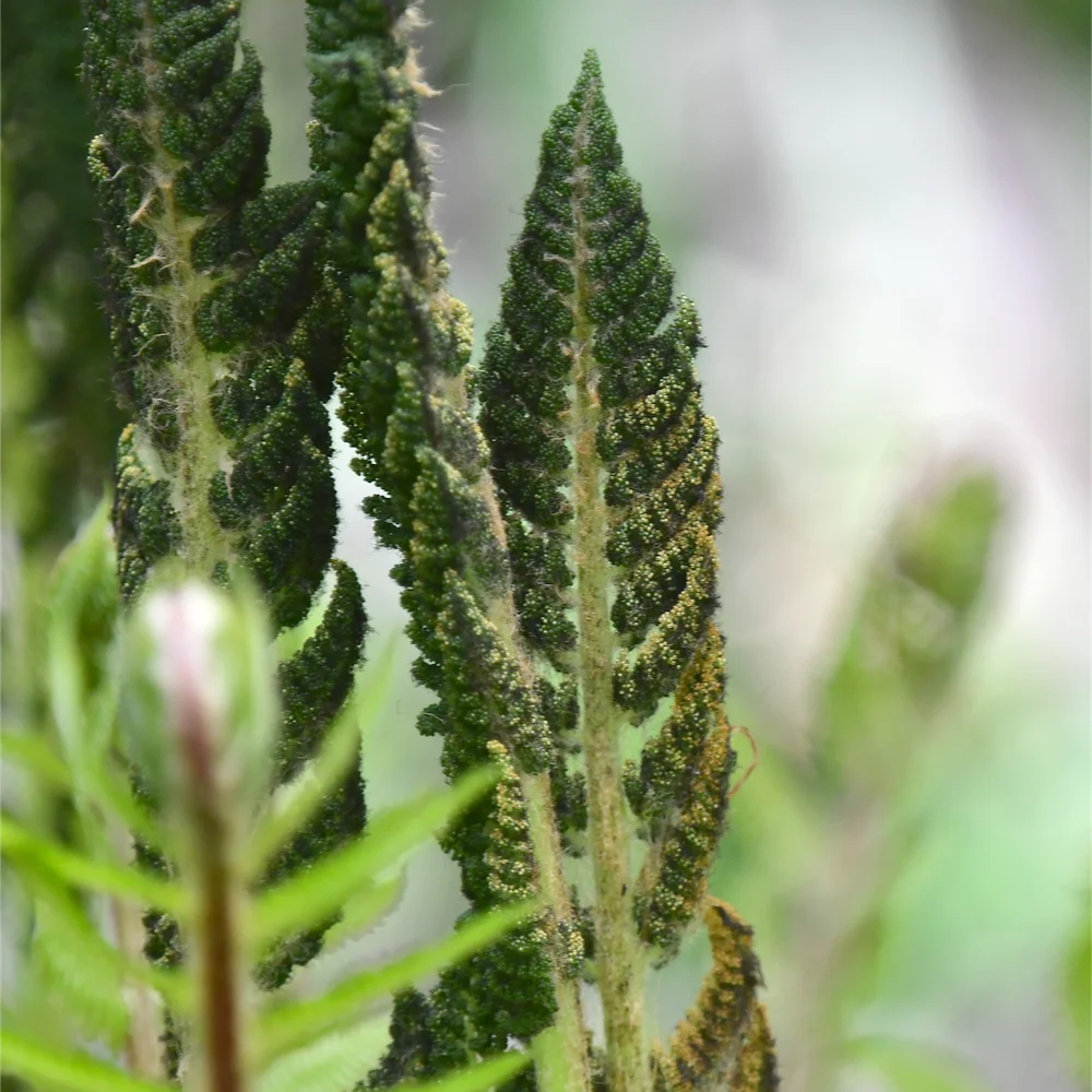 ヤマドリゼンマイ