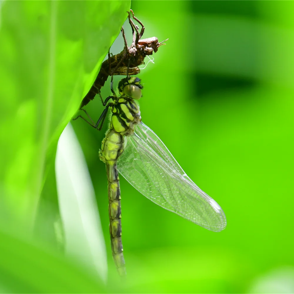 トンボ羽化