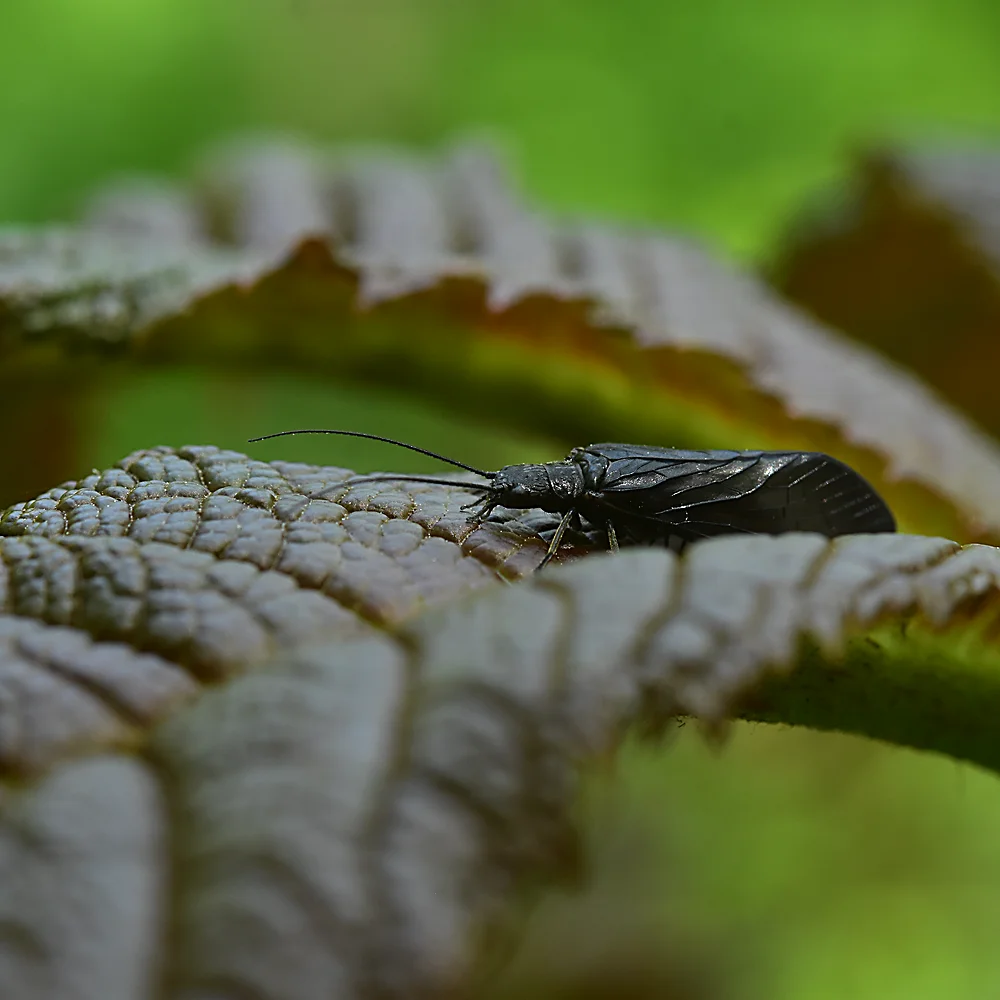 センブリの仲間