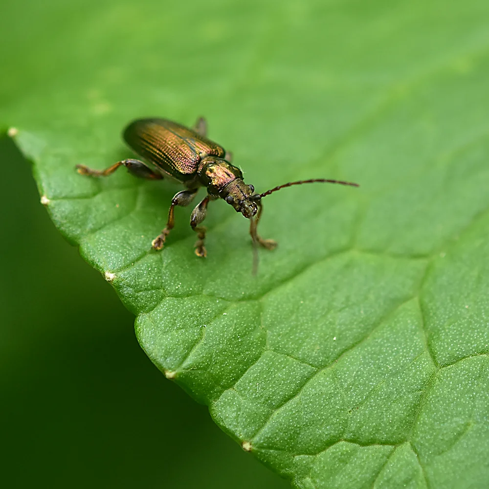 ネクイハムシ亜科