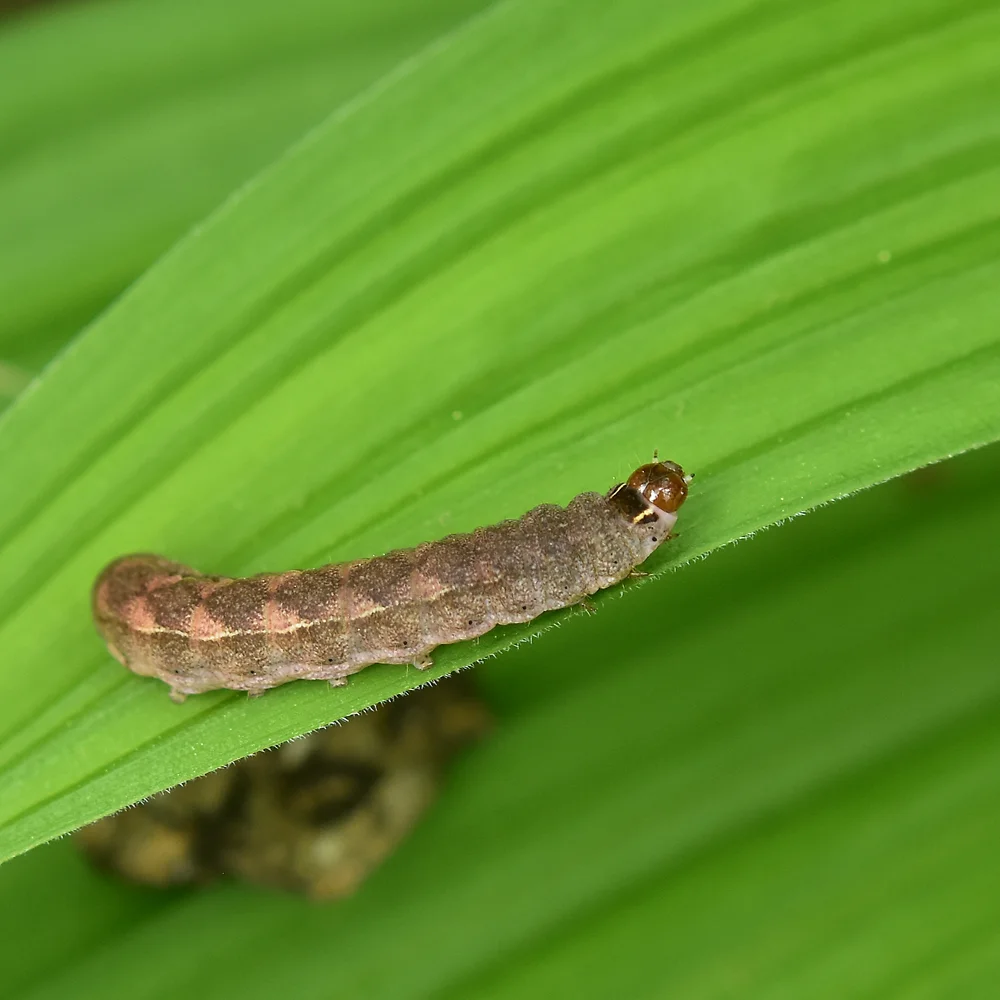 ヨトウガの仲間の幼虫