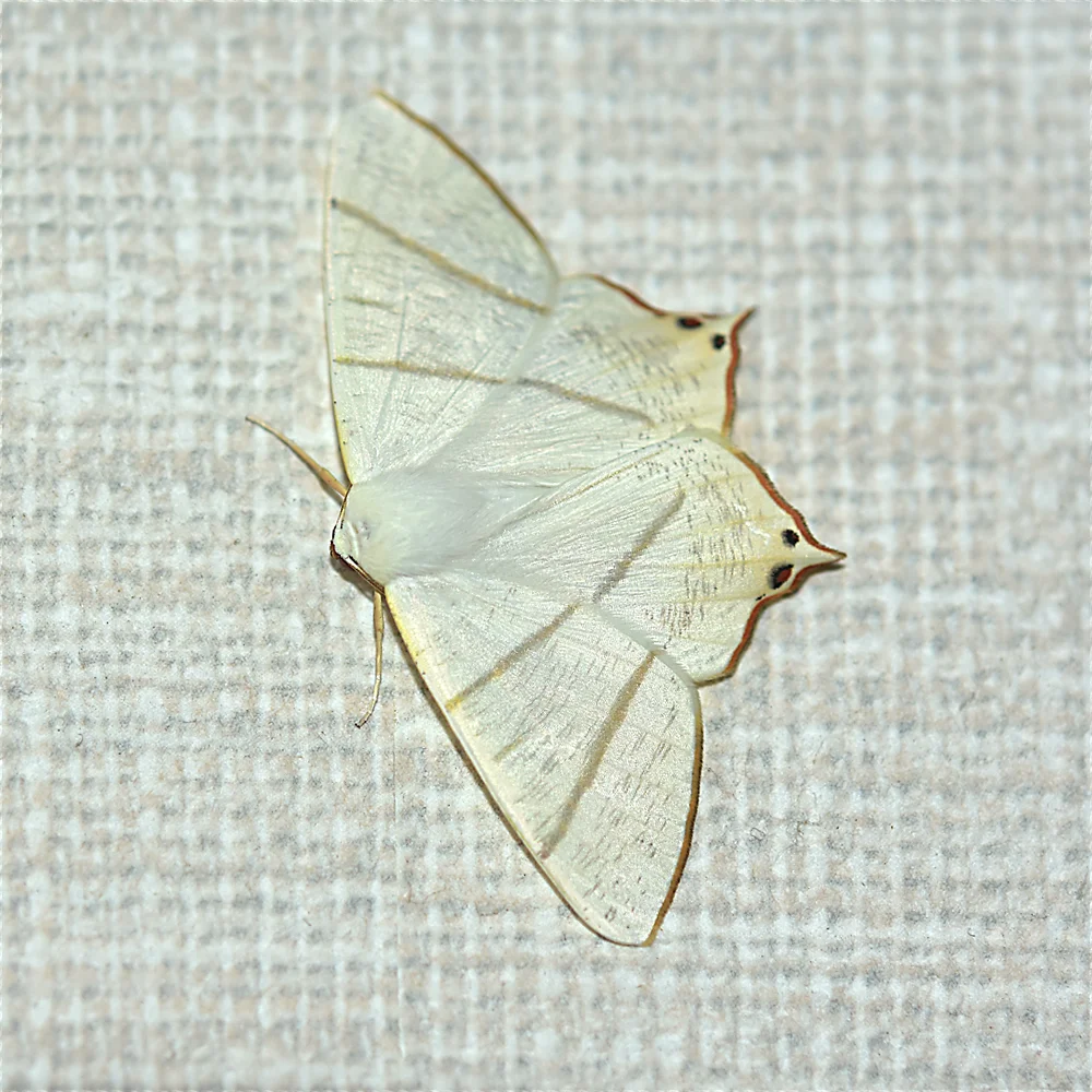 ウスキツバメエダシャク