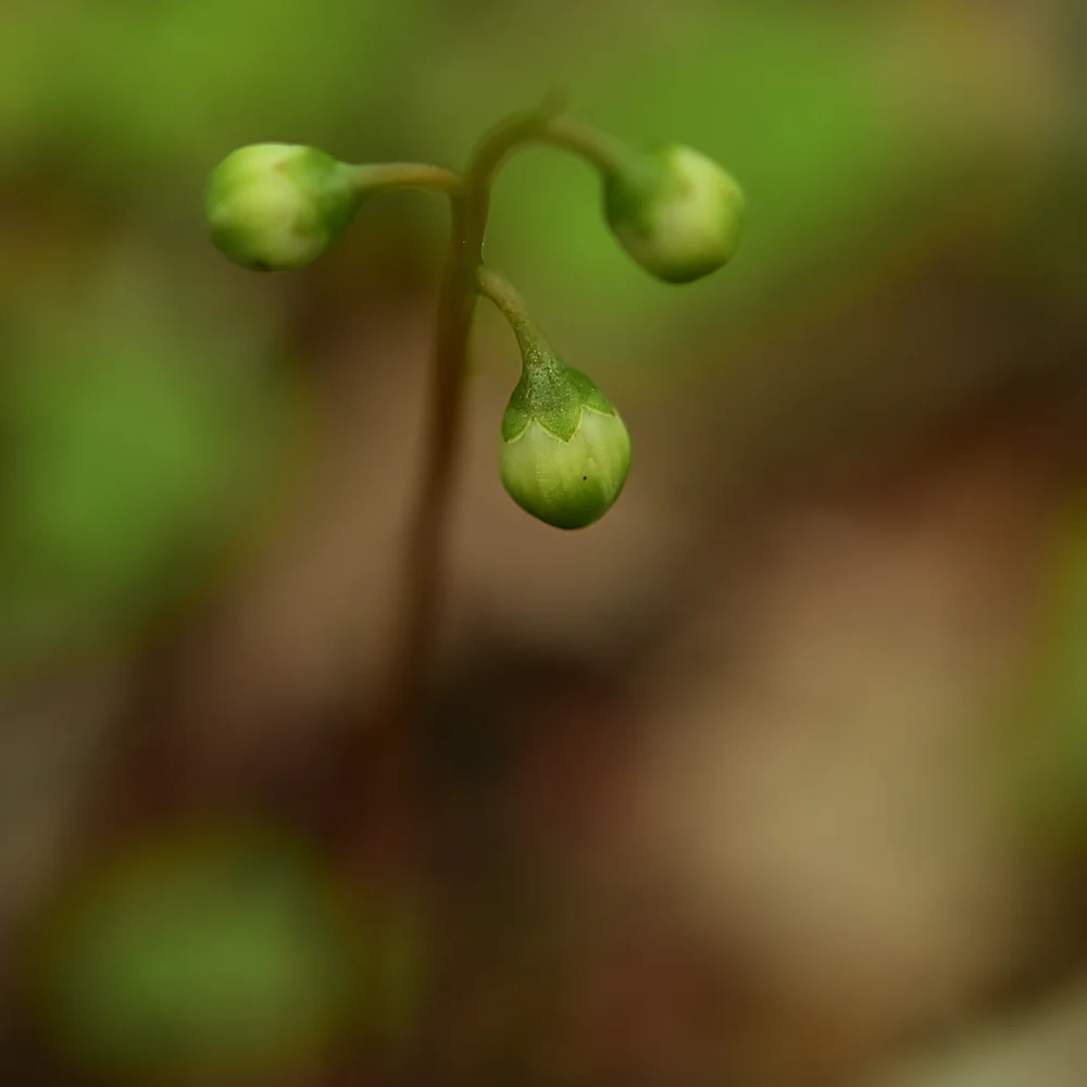 ジンヨウイチヤクソウ