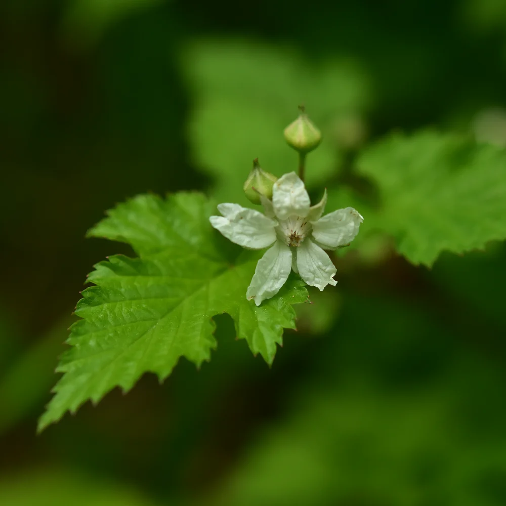 ミヤマニガイチゴ