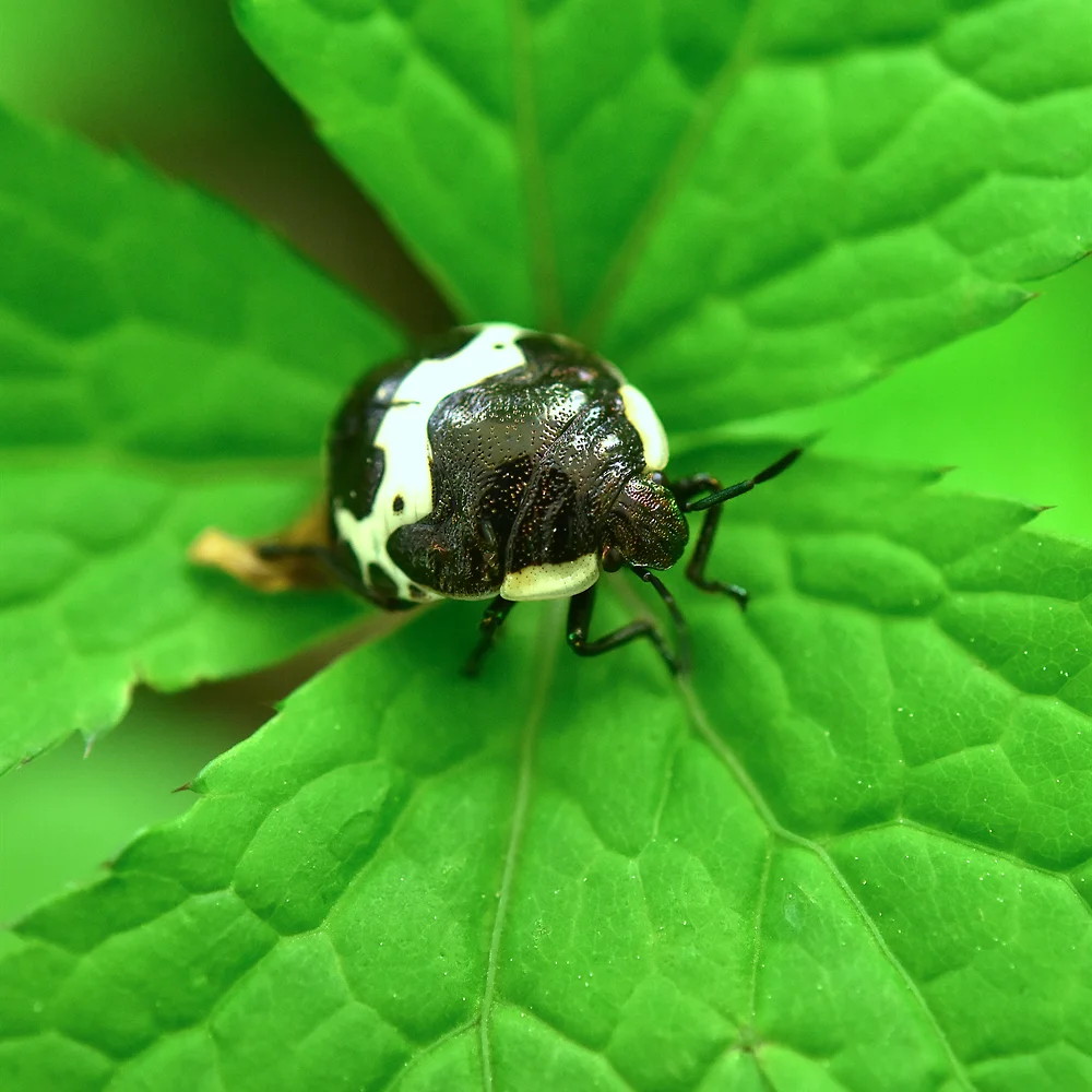 アカスジキンカメムシ