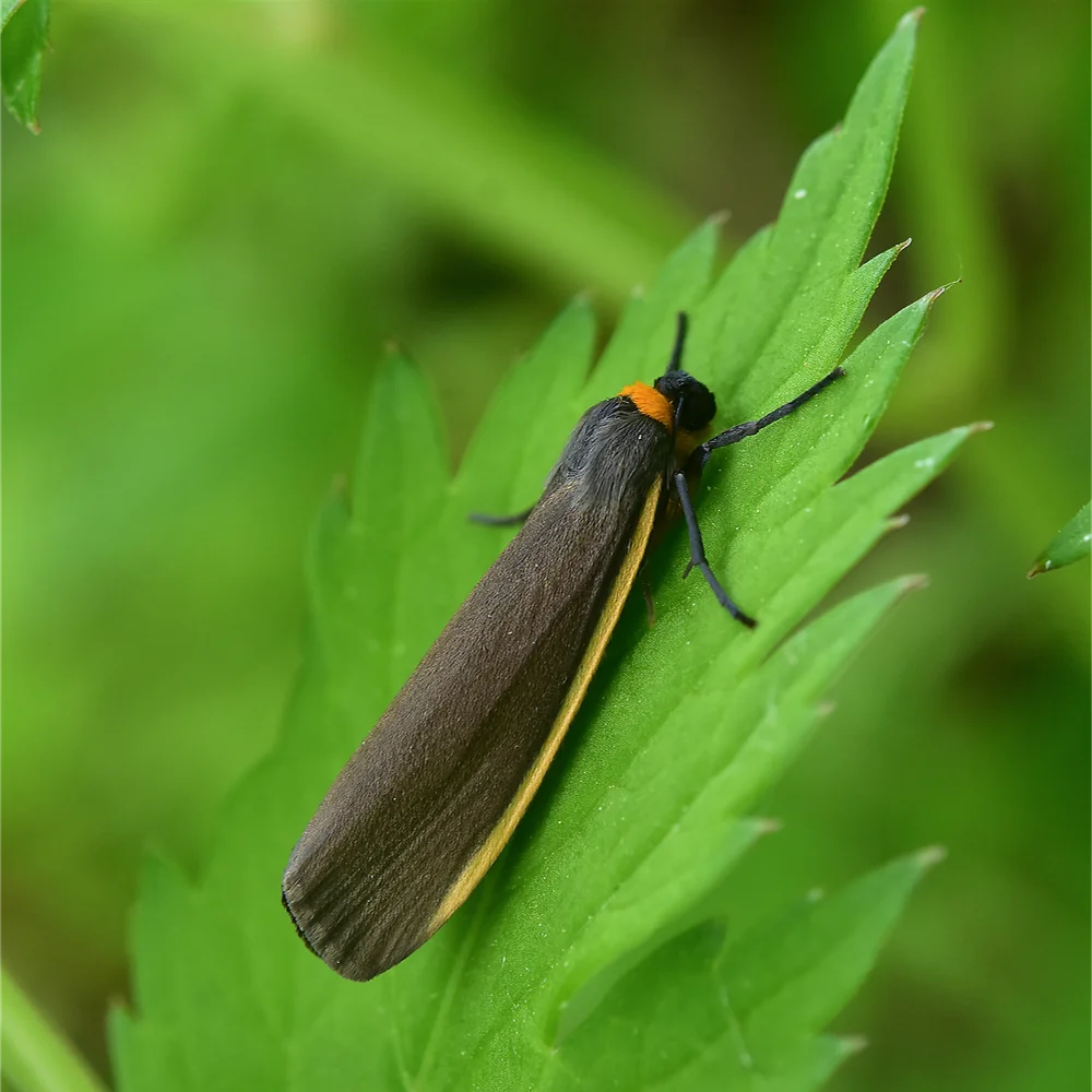 キマエクロホソバ