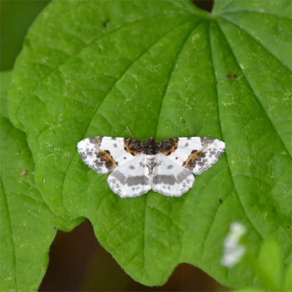 シロスジヒメエダシャク