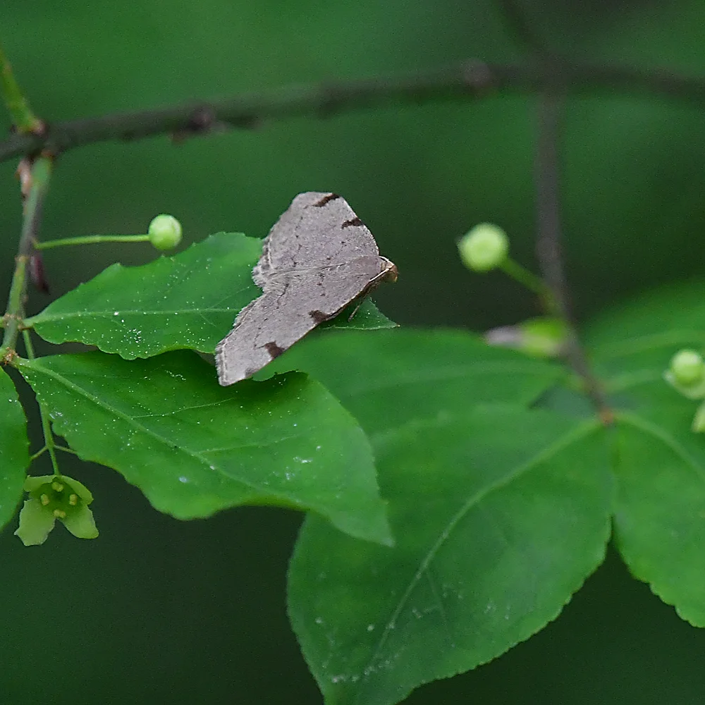 ウスクモナミシャク
