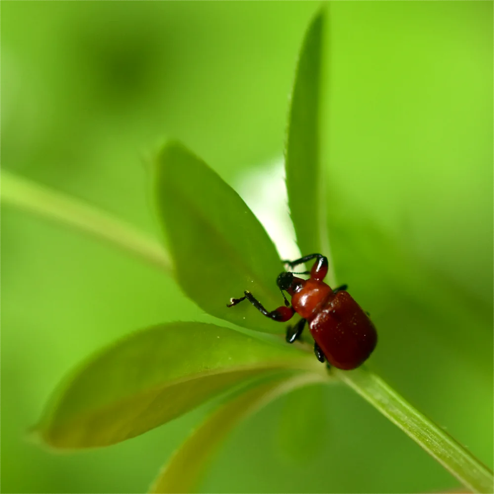 ルイスアシナガオトシブミ