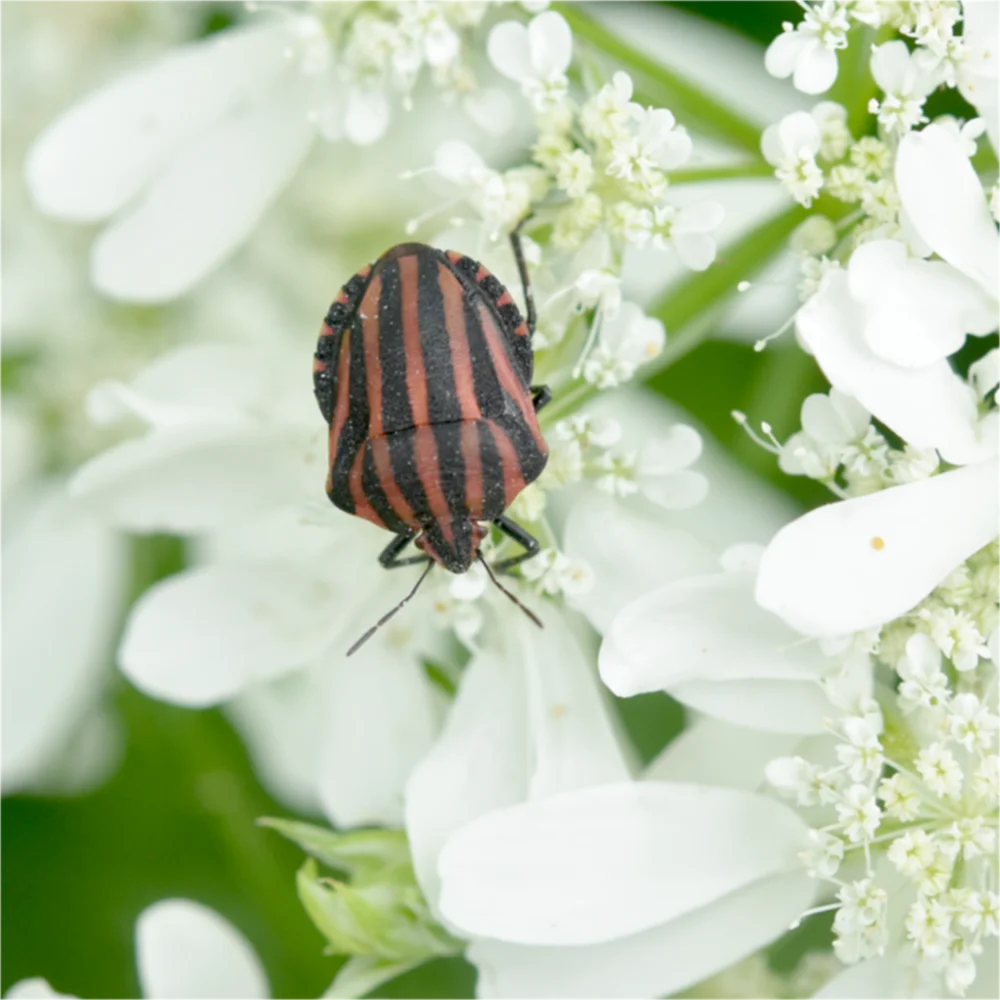 オルレアとアカスジカメムシ
