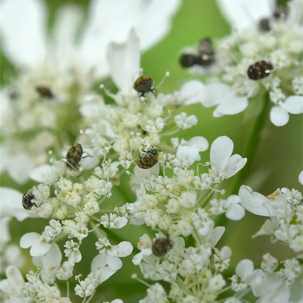 ヒメマルカツオブシムシ