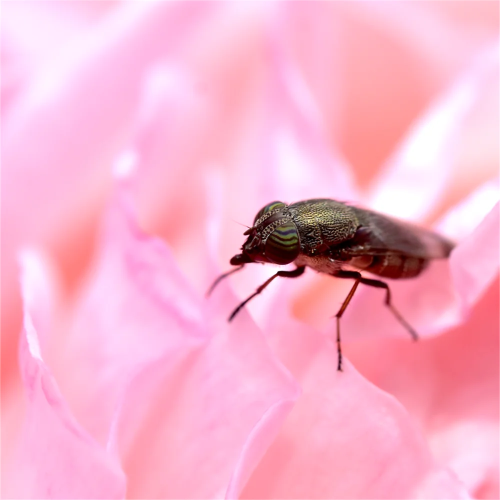 ツマグロキンバエ