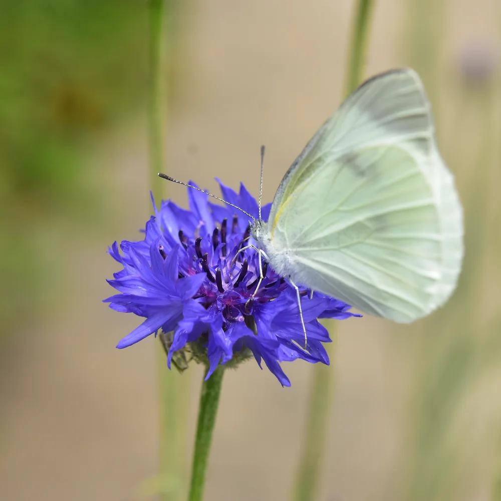 モンシロチョウ