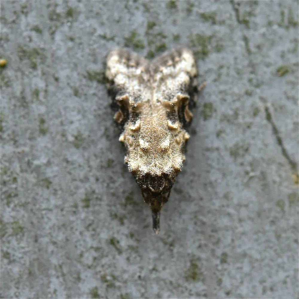 モモクイシンガ